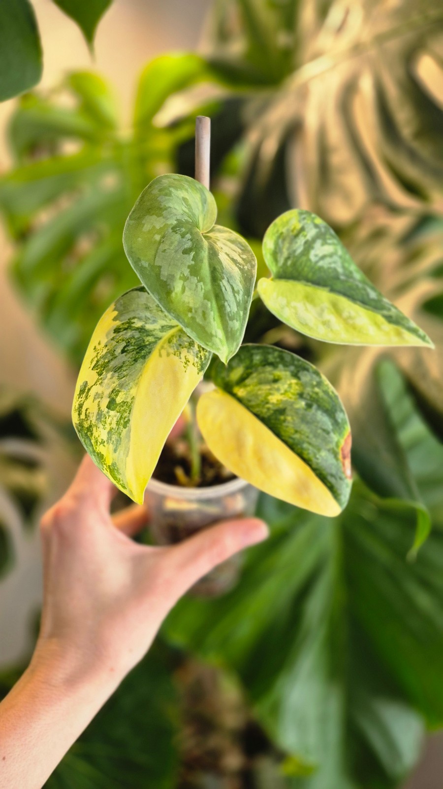 Scindapsus swarnabhumi