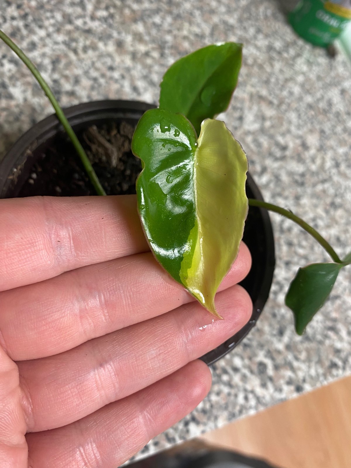 Variegated Philodendron Burle Marx