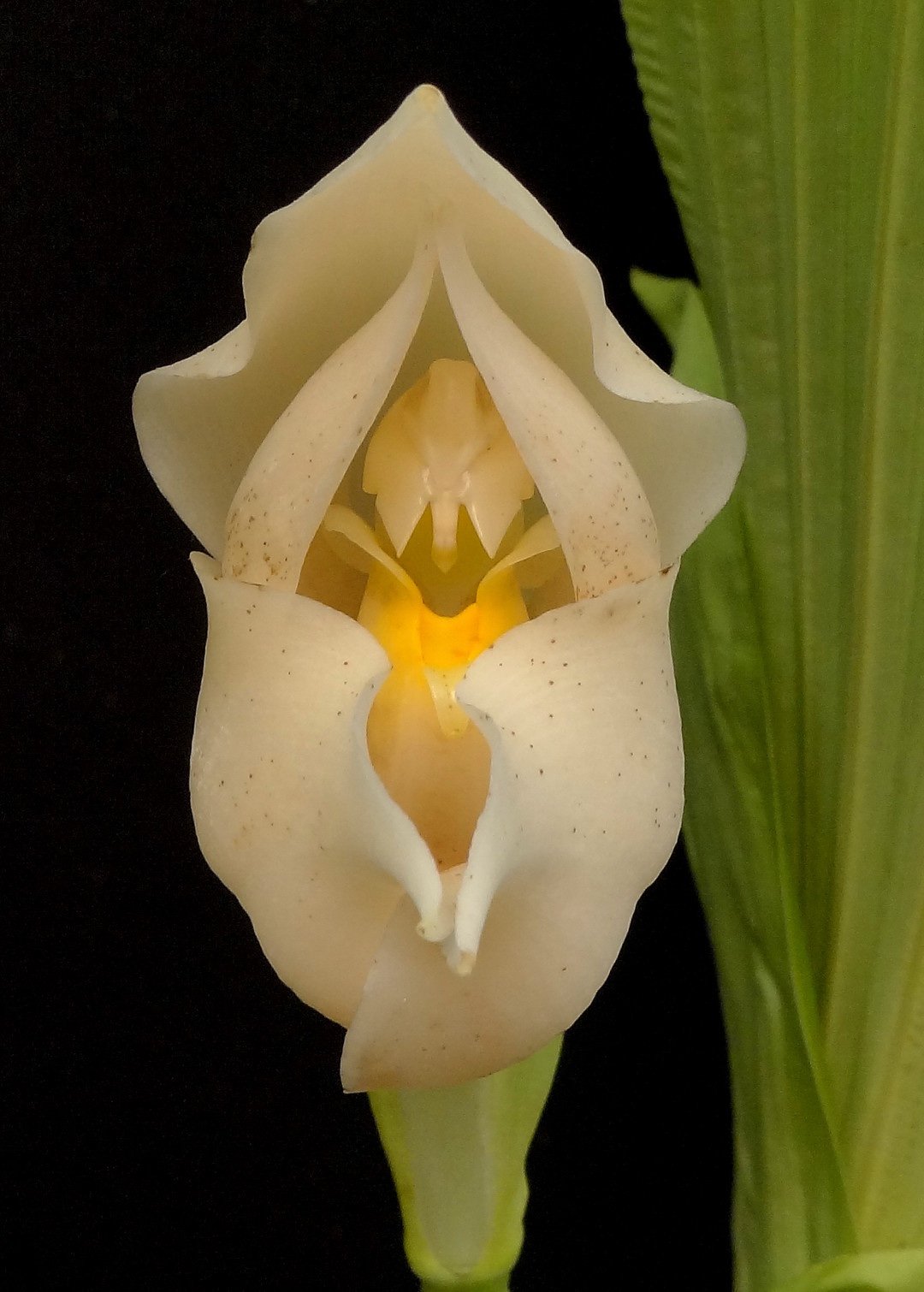 Anguloa tognettiar orchid (not in bloom) large bulb