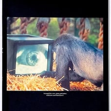 Out of print score Roger Waters Amused to Death