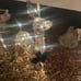 NIB 2 3D LED Glittering Deer Doe & Fawn Yard Display