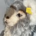 Steiff Molly Grey Koala Sitting Plush 9 ID Button Tag Vintage Toy Small Animal