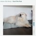 NEW Green Pet Self Cooling Mat XL Sage 80 Lbs