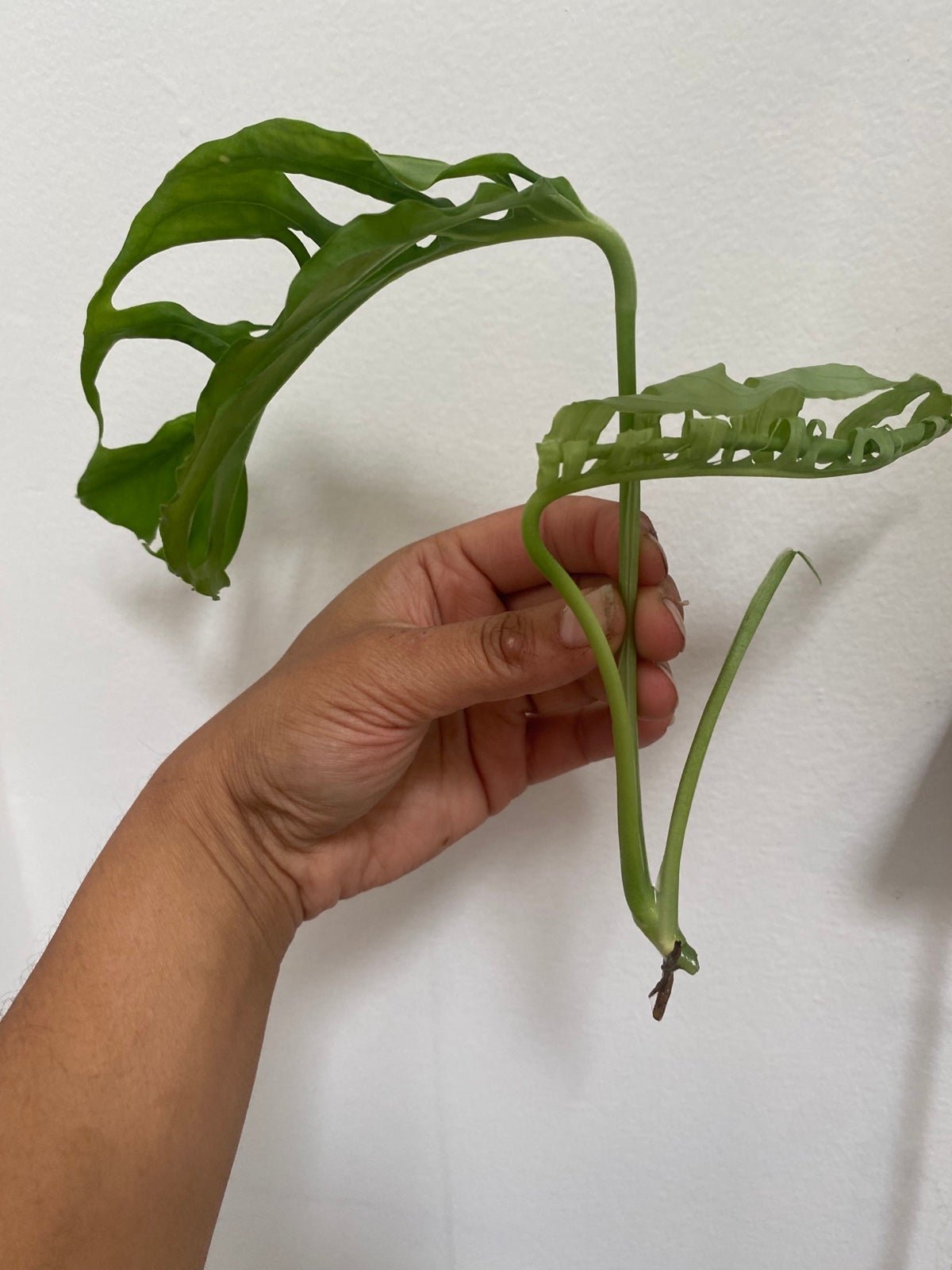Monstera Mystery Box- 5 rare monstera cuttings (ideal for collectors)