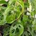 Monstera Mystery Box- 5 rare monstera cuttings (ideal for collectors)