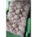 Anthropologie House of Hackney Zebra Printed Quilt Queen Sham Set NEW
