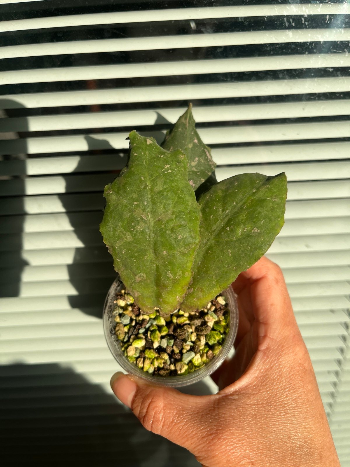 Hoya undulata