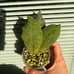 Hoya undulata