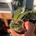 Hoya undulata