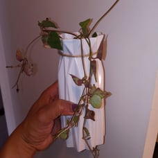 string of hearts orange river