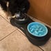Slow Feeder Dog Bowls 3 in 1 Stainless Steel Food and Water Bowls.