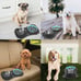 Slow Feeder Dog Bowls 3 in 1 Stainless Steel Food and Water Bowls.