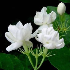 2 jasmine in bundle smbac & duke , betel paan , milkweed white in bundle