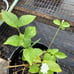 2 jasmine in bundle smbac & duke , betel paan , milkweed white in bundle