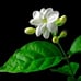 2 jasmine in bundle smbac & duke , betel paan , milkweed white in bundle