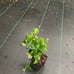 2 jasmine in bundle smbac & duke , betel paan , milkweed white in bundle