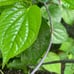 2 jasmine in bundle smbac & duke , betel paan , milkweed white in bundle