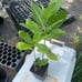 2 jasmine in bundle smbac & duke , betel paan , milkweed white in bundle