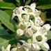2 jasmine in bundle smbac & duke , betel paan , milkweed white in bundle