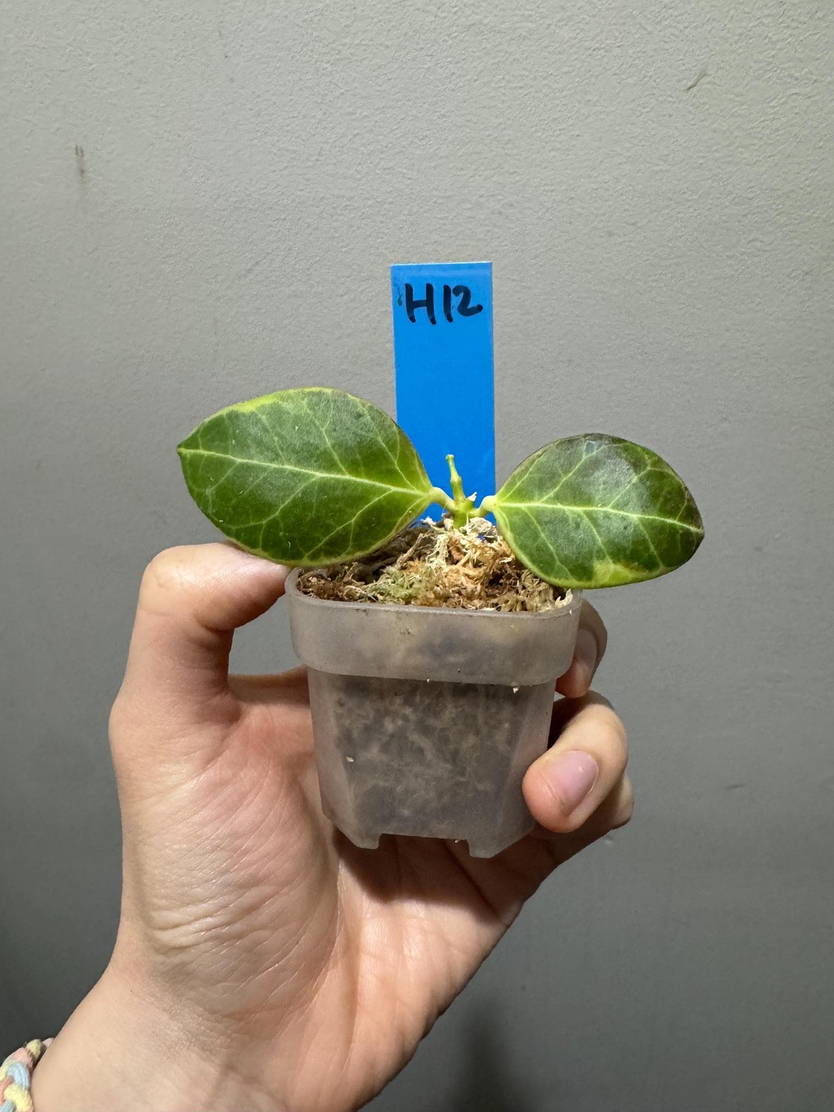 Variegated hoya obscura albomarginata cutting. exact plant fast shipping