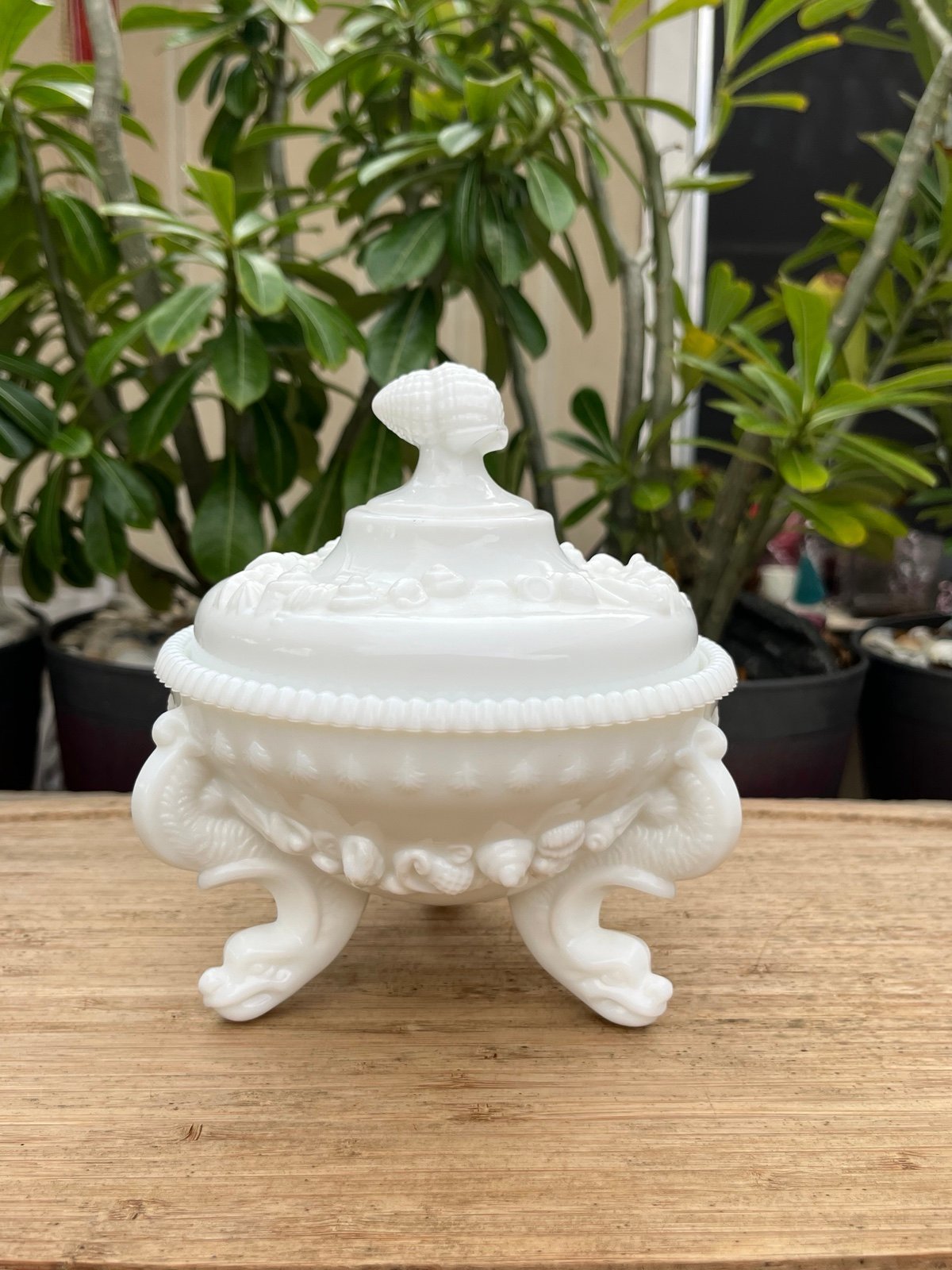 Vintage Westmoreland Milk Glass Argonaut Lidded Dish with Water Dragon Feet