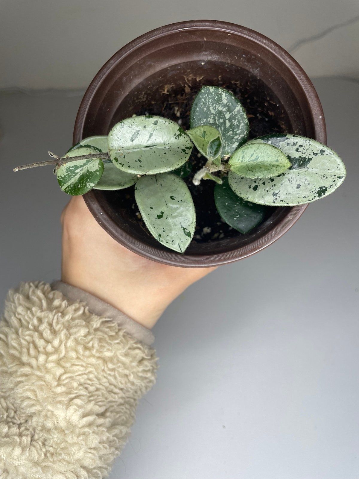 Hoya Mathilde Super Splash