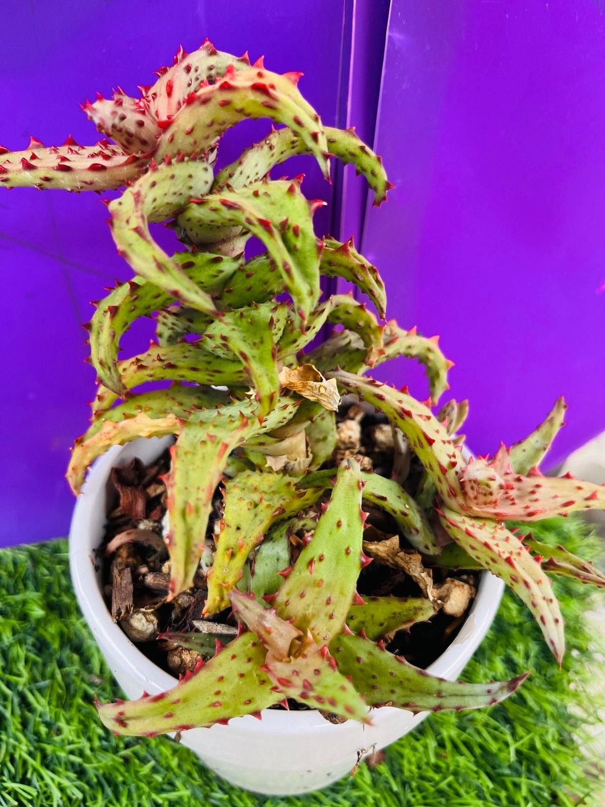 Rare Aloe Castilloniae . Approx 5 Inch wide, 6 inch tall live rooted, get 2 free