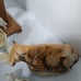 Mid Century Paper Mache Nativity Set Original Manager 14 Pieces made in Japan