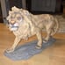 Lion statue