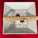 Food Network Christmas Linzer Star 3 Quart Square Serving Bowl - 9.5