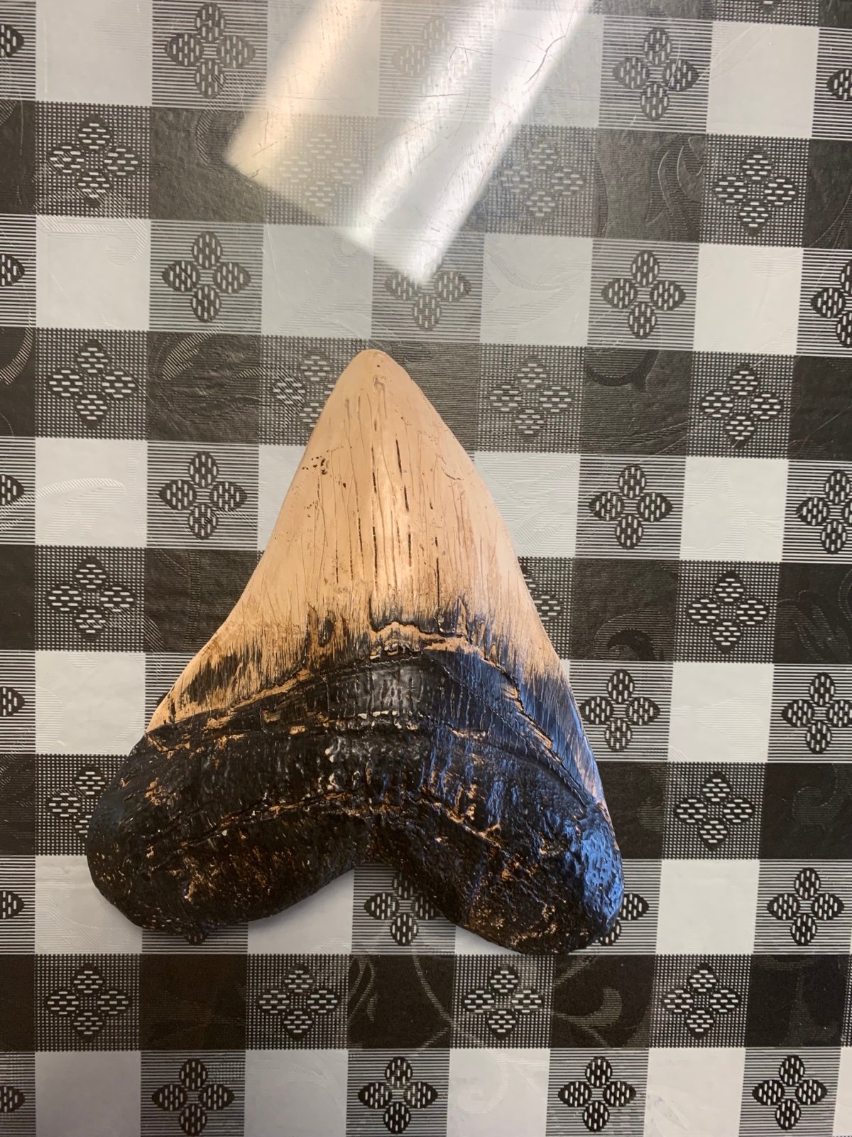 MEGALODON SHARK TOOTH SHARK TEETH JAW MEGLADON FOSSIL replica ~GIANT~