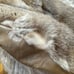 Raccoon fur jacket size xs-s