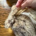 Raccoon fur jacket size xs-s