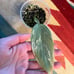 Variegated Philodendron Silver Sword