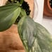 Variegated Philodendron Silver Sword