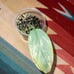 Variegated Philodendron Silver Sword