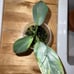 Variegated Philodendron Silver Sword