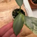 Variegated Philodendron Silver Sword