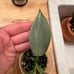 Variegated Philodendron Silver Sword