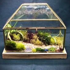 Beautiful terrarium peaceful and serene