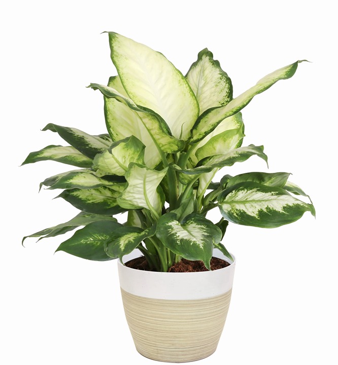 Indoor Plant, 17-Inches Tall