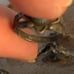 NATIVE/VINTAGE - Rd. Turquoise, Sawtooth Set Round Cabochon RingW/Native Designs