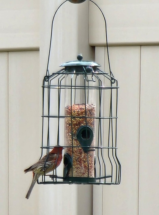 Gray Bunny Wild Bird Feeders Squirrel Proof for Outside Hanging, 1.25 lb