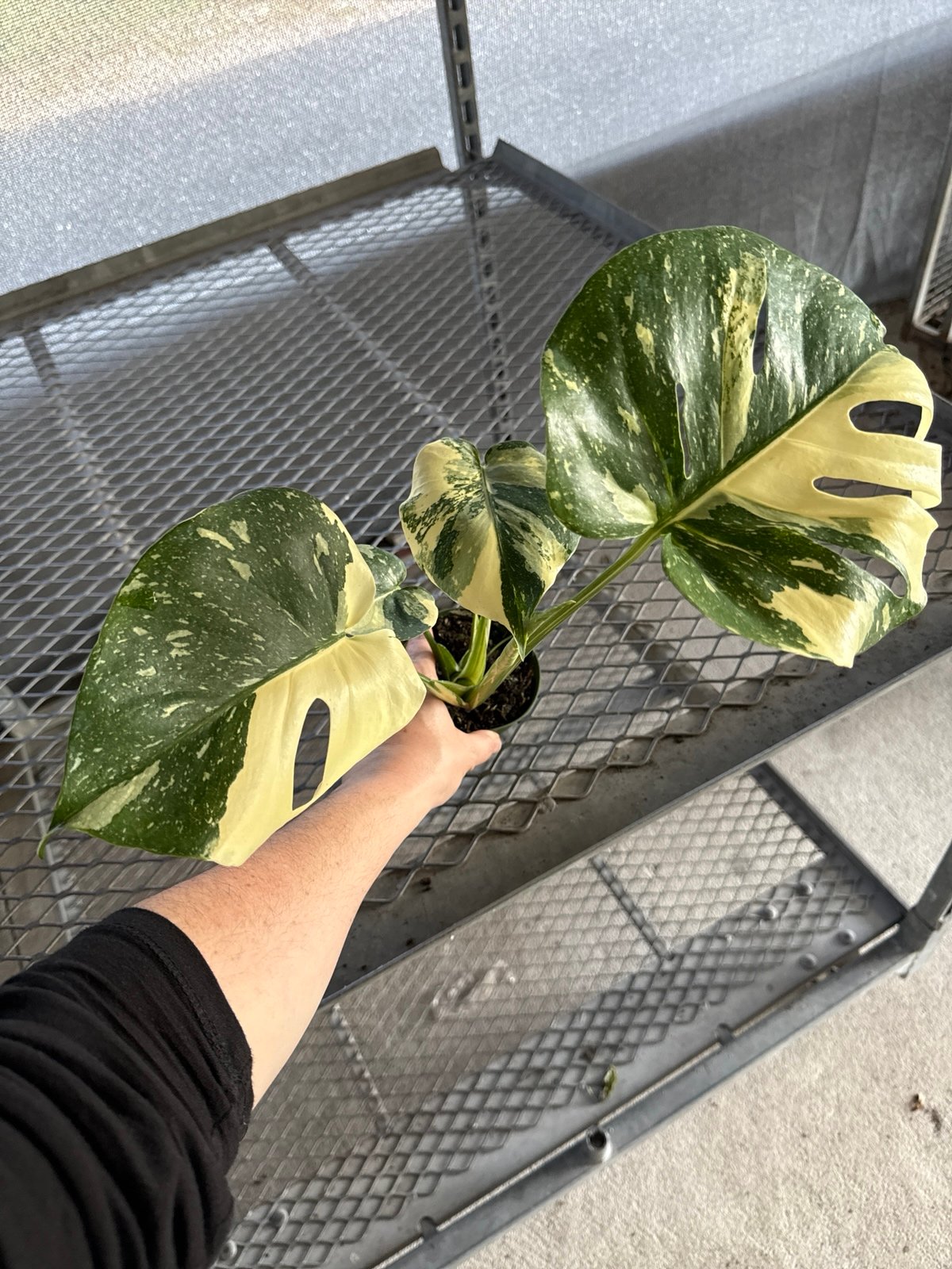 Thai monstera