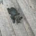 Antique Bronze Kneeling Elephant Candle Holder 20lbs RARE