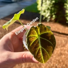 Alocasia Black Velvet pup