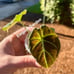 Alocasia Black Velvet pup