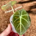 Alocasia Black Velvet pup