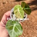 Alocasia Black Velvet pup