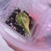 Alocasia Black Velvet pup